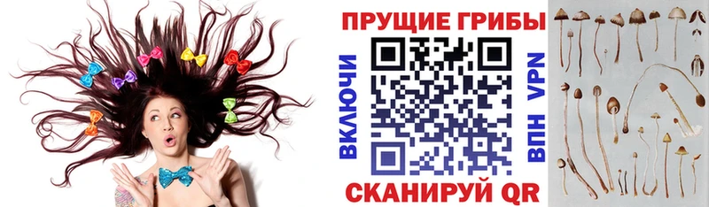наркошоп  Архангельск  Галлюциногенные грибы Psilocybine cubensis 